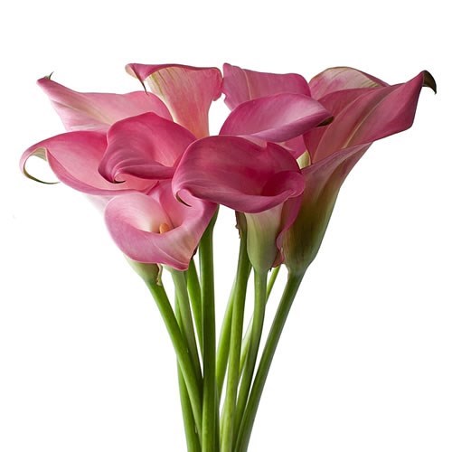 Калла-Zantedechia-Zazu--55cm 56744077-f9ca-11f0-0a80-1641000cf0fd