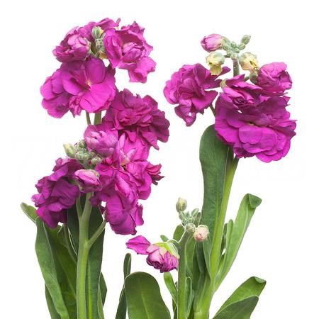 Маттиола куст-Matthiola sp-Hot Pink-60cm-AO 56a99efa-1492-11f1-0a80-0513001f50ec