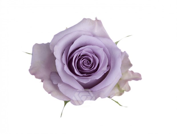 Роза-Rosa-Ocean Song-50cm-NF 56be60a5-1492-11f1-0a80-0513001f50f2