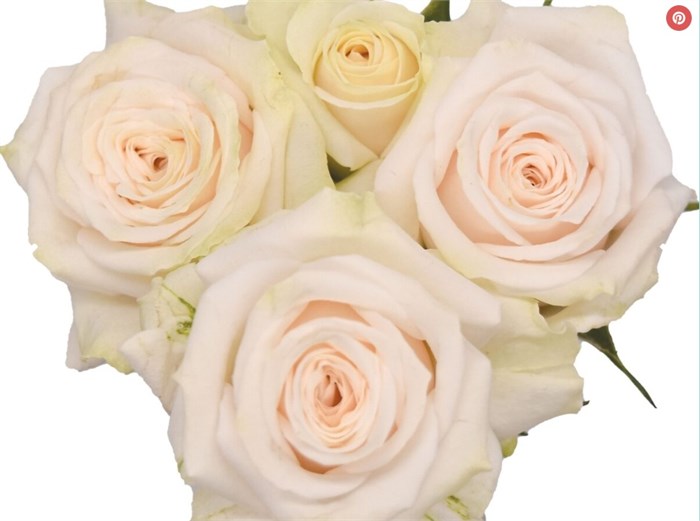 Роза куст-Rosa sp-Exclusive Sensation-52cm-TB 190c3132-9d69-11f0-0a80-0d170000eb31