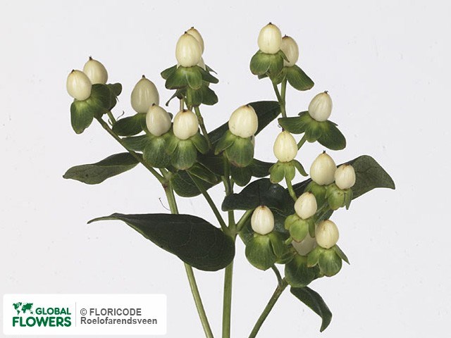 Хиперикум-Hypericum-White Coco Uno-70cm 01e8af11-5444-11ed-0a80-0d6d0014ca40