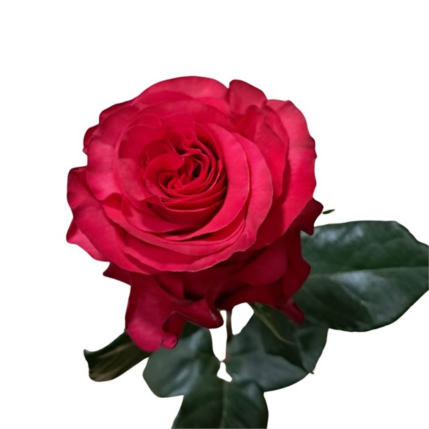 Роза-Rosa-Exotic Berry-50cm-CN 588e70b0-1492-11f1-0a80-0513001f5122