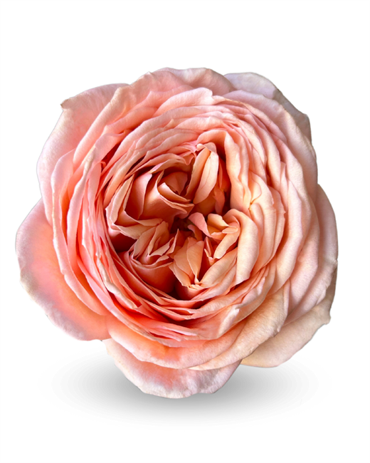Роза-Rosa-Sweet Catalina-50cm-CN 58ce0500-1492-11f1-0a80-0513001f513a