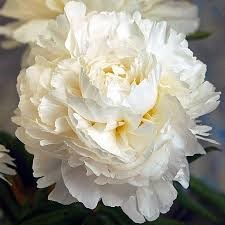 Пион-Peony-Madame Claude Tain-55cm-ST 60cde353-4de3-11f1-0a80-0bc50075849b
