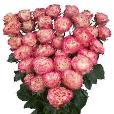 Роза куст-Rosa sp-Blushing Flow-52cm-TB 19128e26-9d69-11f0-0a80-0d170000eb37