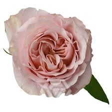 Роза-Rosa-Fascination-60cm-FS 19139330-7f26-11f0-0a80-16d30009b1da