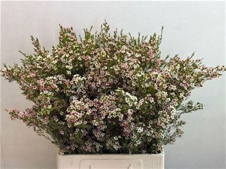 Ваксфлауэр-Chamelacium-Un My Sweet 16-70cm-52gr 624f7db7-381e-11f1-0a80-0567002652ea
