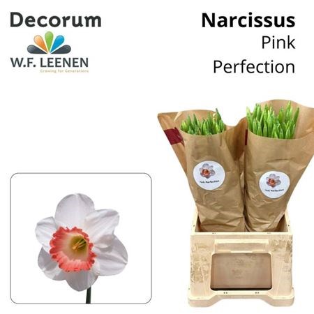 Нарцис-Narcissus-Pink Perfection-45cm-25gr 625b9af2-2763-11f1-0a80-11a100040b85