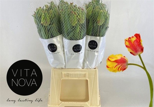 Тюльпан-Tulip-Pa Flaming Parrot-55cm-60gr 6319a447-381e-11f1-0a80-05670026537b