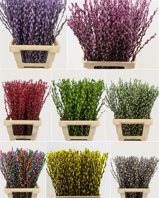 Саликс-Salix Pussy Willow 70cm-GW 674229ae-2e66-11f1-0a80-03d50006465c