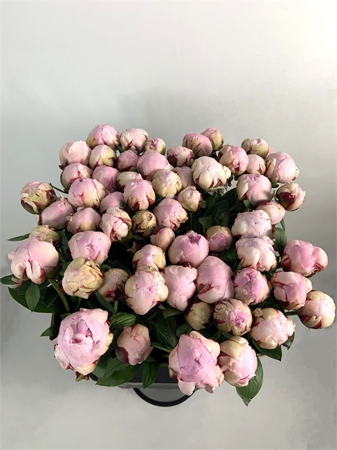 Пион-Peony-Riene Hortense-60cm-CE 6a1e8944-43e5-11f1-0a80-0d64002e31c5
