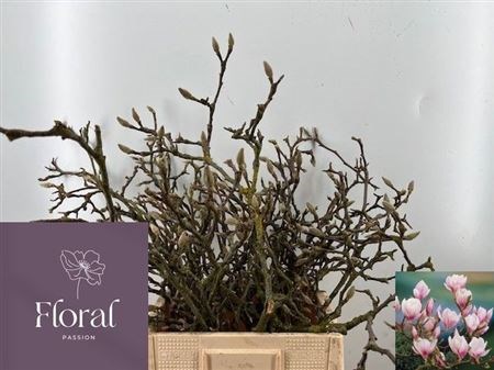 Магнолия-Magnolia-Grandiflora-70cm 702a305d-d0db-11ee-0a80-1611000ccbae