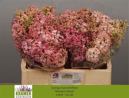 Сирень-Syringia-Hy Maidens Blush-50cm 75d956de-bfa5-11ec-0a80-0b4c0007f004