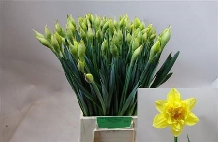 Нарцис-Narcissus-Du Dick Wilden-55cm-43gr 7a7f0afd-1c76-11f1-0a80-00f60022cf46