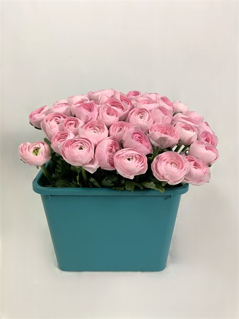 Ранункулус-Ranunculus-Cloni Lady-/CE 7b47f92e-1af7-11f1-0a80-019b0024d90f