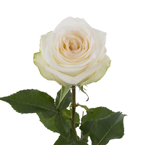 Роза-Rosa-Candlelight-50cm-EF 834514cd-4bc2-11f1-0a80-0dec007e9bfd