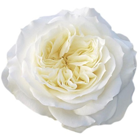 Роза-Rosa-Mayras White-50cm-FS 1922314a-7f26-11f0-0a80-16d30009b1e9