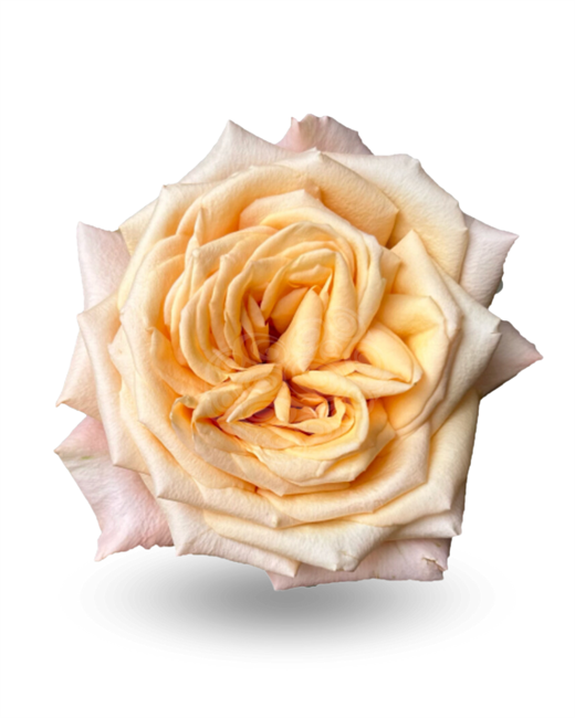 Роза-Rosa-Sweet City-50cm-EF 8366d396-4bc2-11f1-0a80-0dec007e9c1b