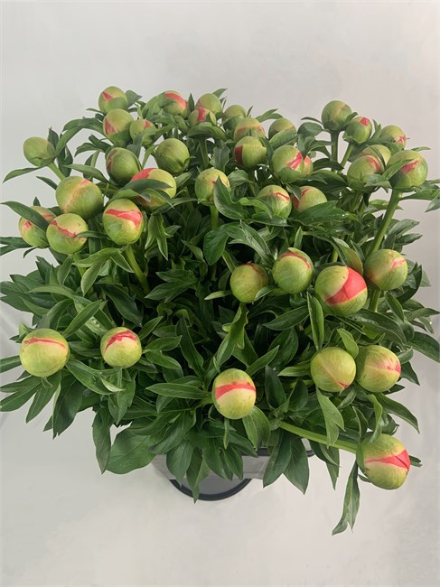 Пион-Peony-Coral Sunset-60cm-BS 8b2b723d-36a7-11f1-0a80-148d0034fc86