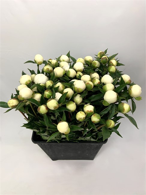 Пион-Peony-Duchesse-80cm-BS 8b3705ee-36a7-11f1-0a80-148d0034fc89