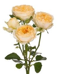 Роза куст-Rosa sp-Silver Sunny-52cm-TB 1925f46e-9d69-11f0-0a80-0d170000eb4f