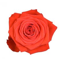 Роза-Rosa-Nina-40cm-CN a04cb642-122f-11f1-0a80-0b1e00139f8c