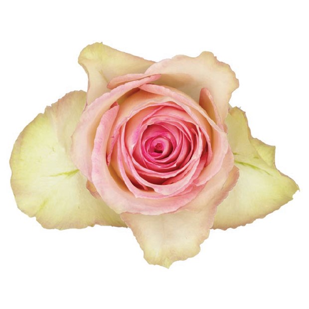 Роза-Rosa-Esperance-60cm-TA a098cf3d-122f-11f1-0a80-0b1e00139f92