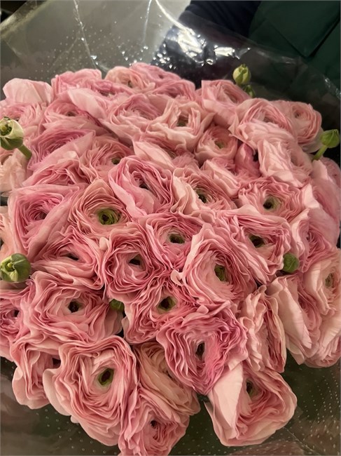 Ранункулус-Ranunculus-Cloni Madame-BS b6b91250-2c12-11f1-0a80-0d89000f6078