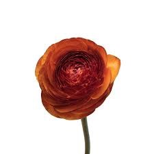 Ранункулус-Ranunculus-Cloni Brauni-BS b6c29d24-2c12-11f1-0a80-0d89000f607e