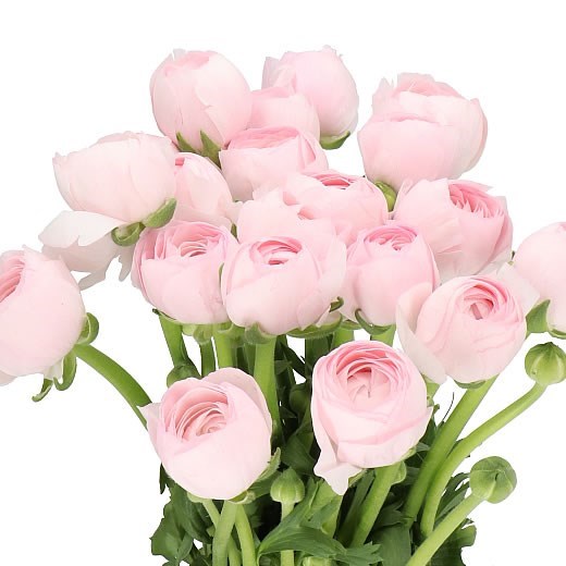 Ранункулус-Ranunculus-Cloni Pink-BS b6c79299-2c12-11f1-0a80-0d89000f6081