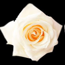 Роза-Rosa-Snow Bliss-50cm-QA b97dd17e-2cc4-11f1-0a80-0b740011b2f4