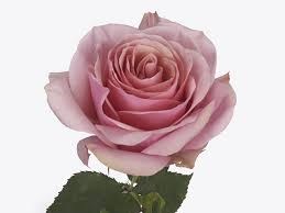 Роза-Rosa-Pink Wave-50cm-IS ba1fb3a8-2cc4-11f1-0a80-0b740011b2fc