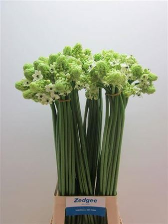 Орнитогалум-Ornithogalum-Saundersiae--80cm c34bce1c-4220-11f1-0a80-0e0b0031b2d4
