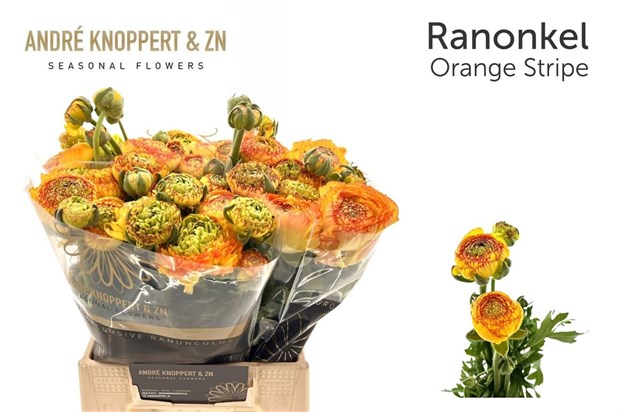 Ранункулус-Ranunculus-Aazur Orange Stripe-45cm-65gr c5f2a271-3fd9-11f1-0a80-1126001acbe1
