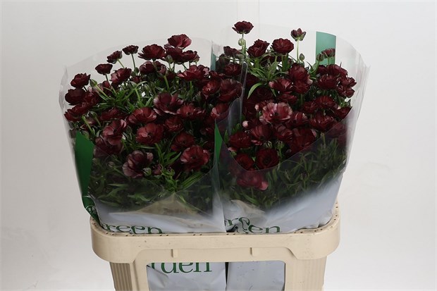 Ранункулус-Ranunculus-Magical Chocolate-70cm-200gr c5f6e4d6-3fd9-11f1-0a80-1126001acbe4