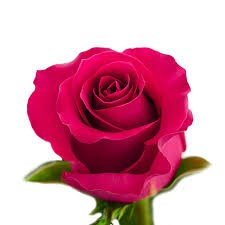 Роза-Rosa-Gotcha-50cm--JR cbcaee40-421b-11f1-0a80-161c0030389f