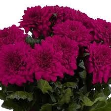 Хризантема-Chrysant-Lamira Purple-62cm-TB 19478fc4-9d69-11f0-0a80-0d170000eb7c