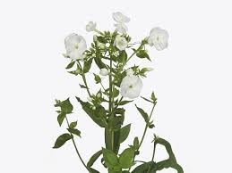Флокс-Phlox-Snowy-62cm-TB 19531428-9d69-11f0-0a80-0d170000eb8b