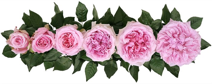 Садовая Роза-Garden Rosa-Miranda-Af 02043f5c-2bf0-11ee-0a80-014100015dfc