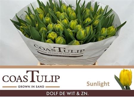 Тюльпан-Tulip- Du Ov-45cm-60gr ea50715f-357d-11f1-0a80-148d0019b1ef