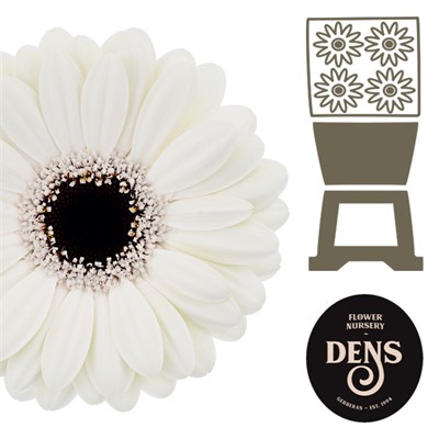 Гербера-Gerbera-Germini Olaf Diamond-50cm 41578371-5479-11f1-0a80-1add00148248