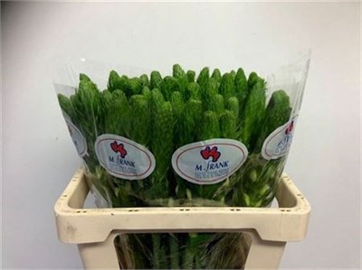 Орнитогалум-Ornithogalum-Thy White Star-50cm 417360e8-5479-11f1-0a80-1add0014824e