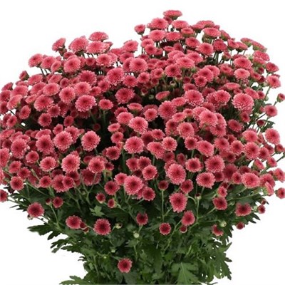 Хризантема сант-Chrysant sant-Mad Tyolo Cher-55cm-120gr 4196f11f-5479-11f1-0a80-1add00148251