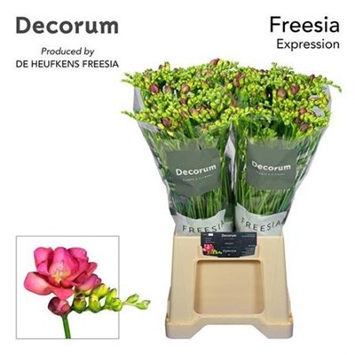 Фрезия-Freesia-Du Expression-54cm-27gr 41ad58c7-5479-11f1-0a80-1add00148254