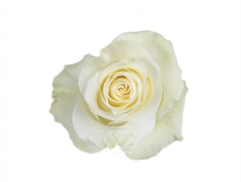 Роза-Rosa-Mondial-50cm-QA 400156c1-bfa9-11ec-0a80-0b4c000b6028