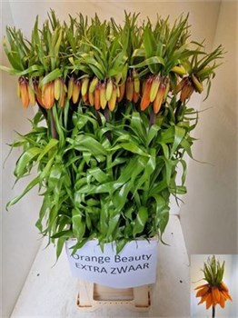 Фритилярия-Fritillaria-Im Orange Beaut-90cm cd66a964-55c9-11f1-0a80-0d6a0011475e