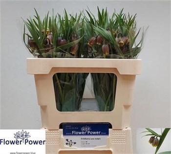Фритилярия-Fritillaria-Uva-vulpis-50cm cd69e0cc-55c9-11f1-0a80-0d6a00114773