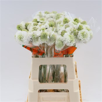 Скабиоза-Scabiosa-Focal Scoop White-60cm cd8f7d68-55c9-11f1-0a80-0d6a0011479c