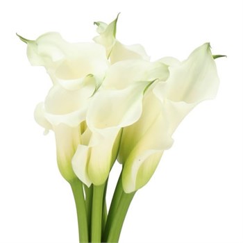 Калла-Zantedechia-White Mambo-60cm cdabfdcd-55c9-11f1-0a80-0d6a001147c8