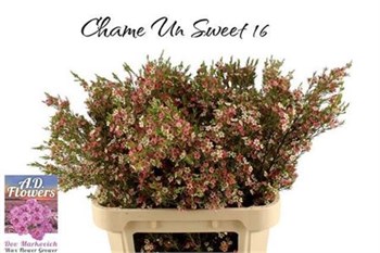Ваксфлауэр-Chamelacium-Un My Sweet 16-80cm-100gr cdbe5694-55c9-11f1-0a80-0d6a001147e0